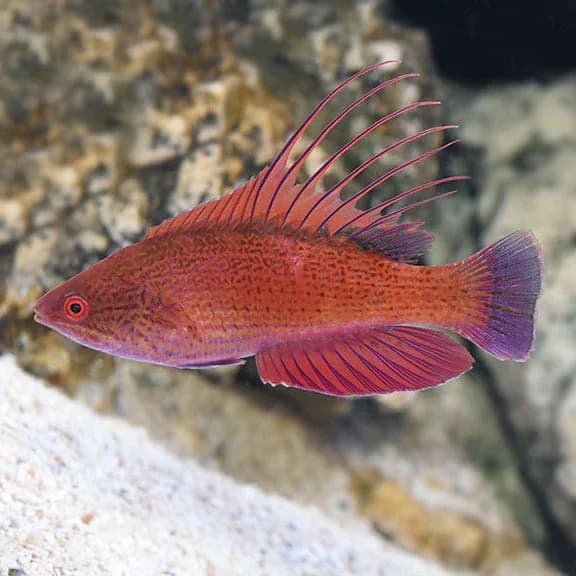Blue Flasher Wrasse (Paracheilinus cyaneus)