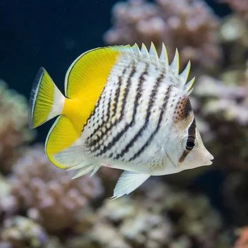 Mertensii Butterfly (Chaetodon mertensii)