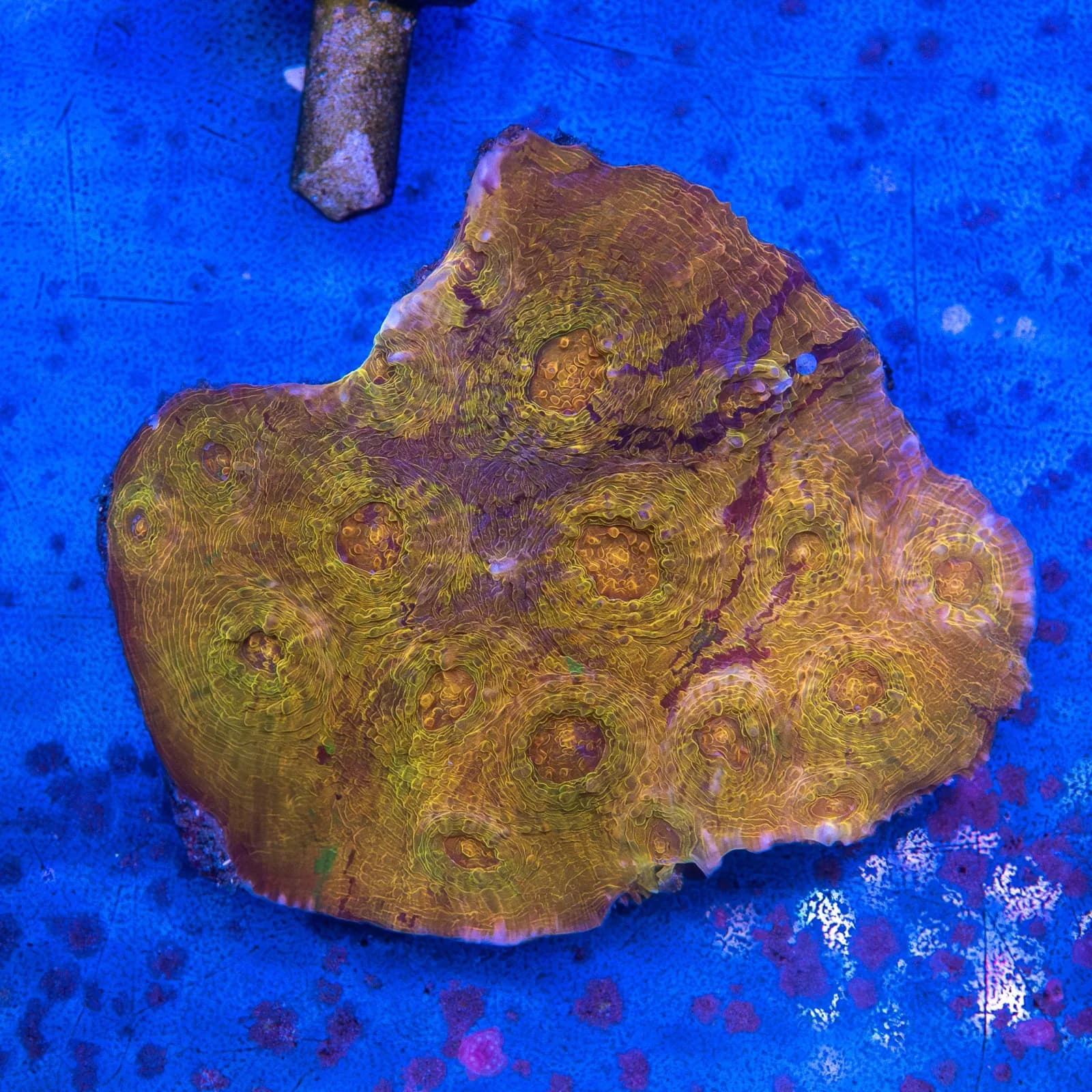 Chalice Coral (Echinophyllia sp.)
