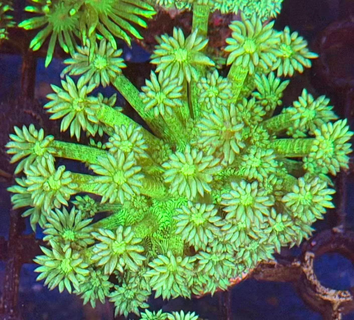 Goniopora