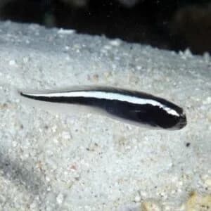 Engineer Goby