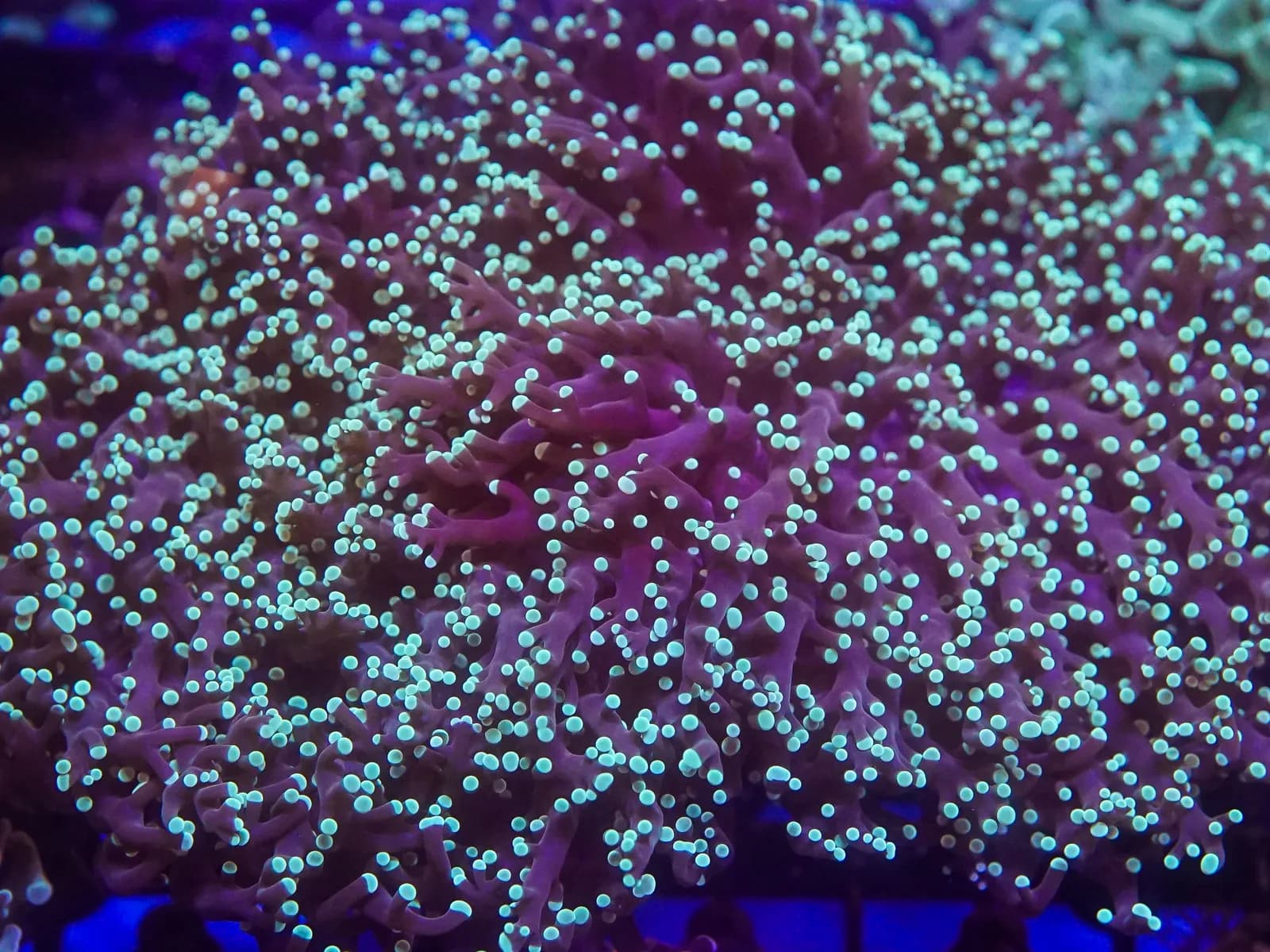 Frogspawn Coral (Euphyllia divisa)