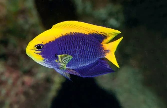 Starcki Damsel (Chrysiptera starcki)