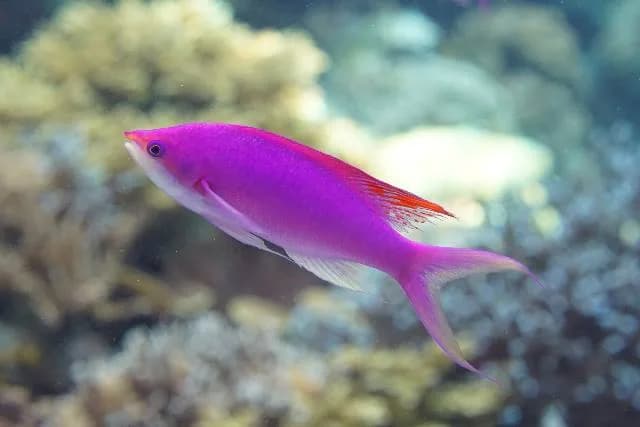 Amethyst Anthias (Pseudanthias pascalus)
