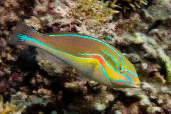 Red Shoulder Wrasse (Stethojulis bandanensis)