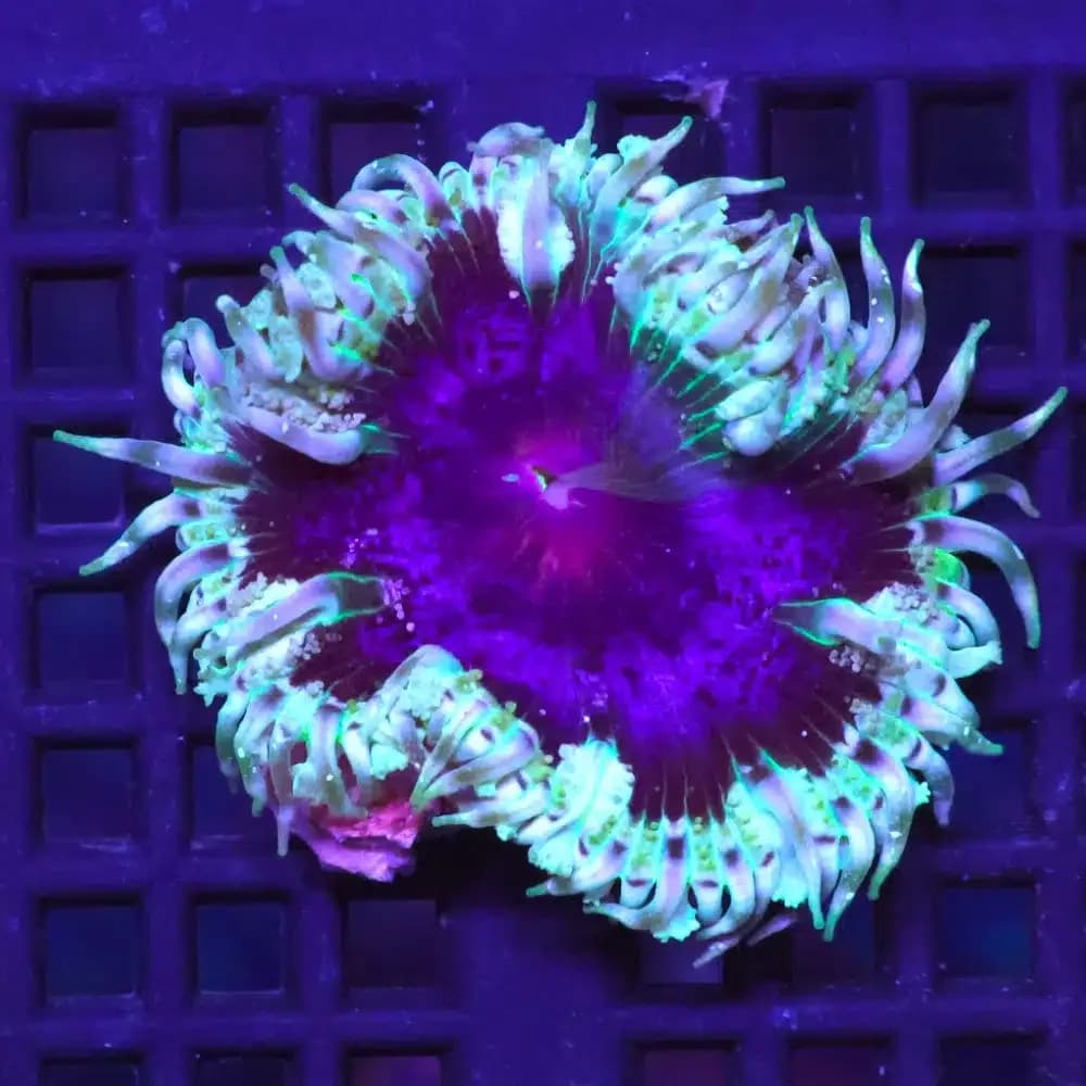 Rock Flower Anemone (Phymanthus crucifer)