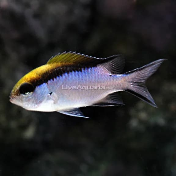 Chromis - Great Barrier Reef