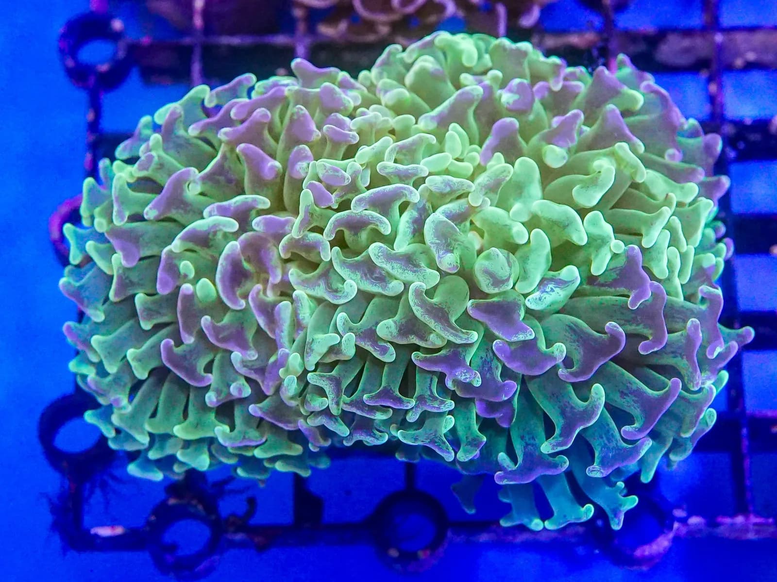Hammer Coral (Euphyllia ancora)