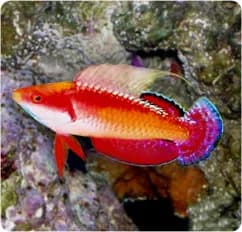 Tono's Fairy Wrasse (Cirrhilabrus tonozukai)