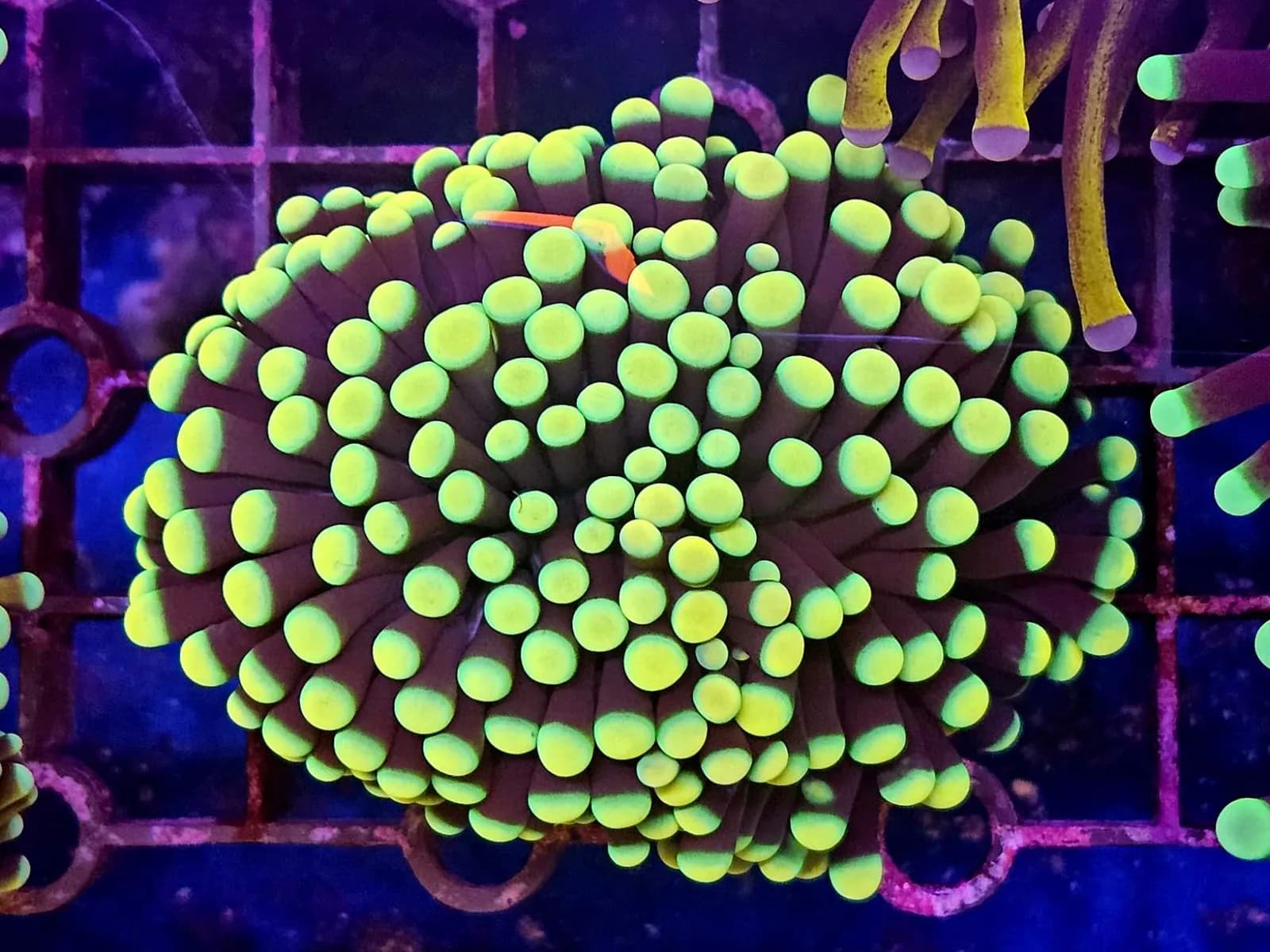 Torch Coral