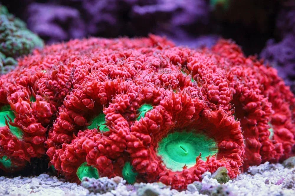Blastomussa (Blastomussa wellsi)