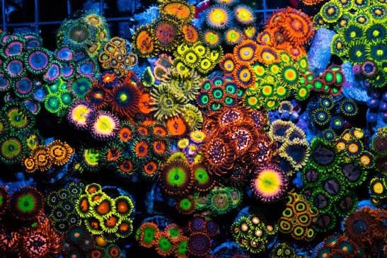 Zoanthids & Palys (Zoanthus / Palythoa sp.)