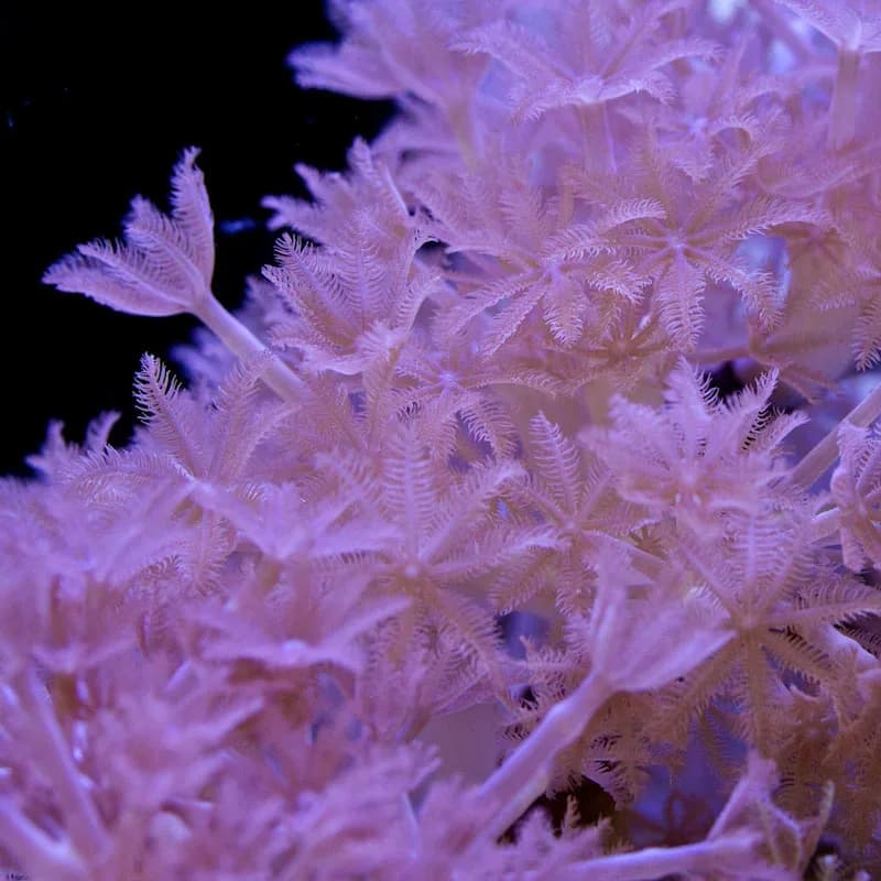 Pulsing Xenia (Xenia sp.)