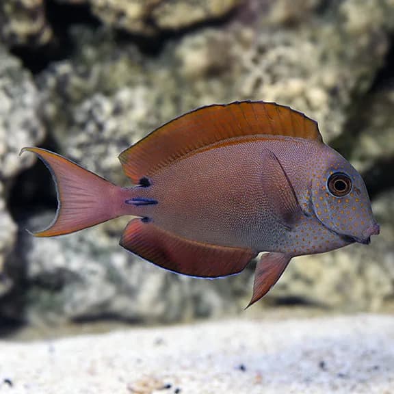 Lavendar Tang