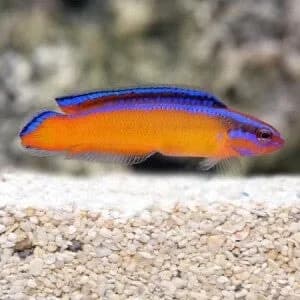 Neon Dottyback (Pseudochromis aldabraensis (Neon/Orange Dottyback — trade name varies))