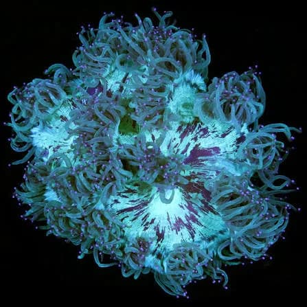 Elegance Coral (Catalaphyllia jardinei)