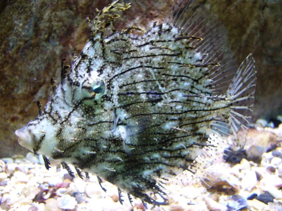 Leafy Filefish (Chaetodermis penicilligerus)