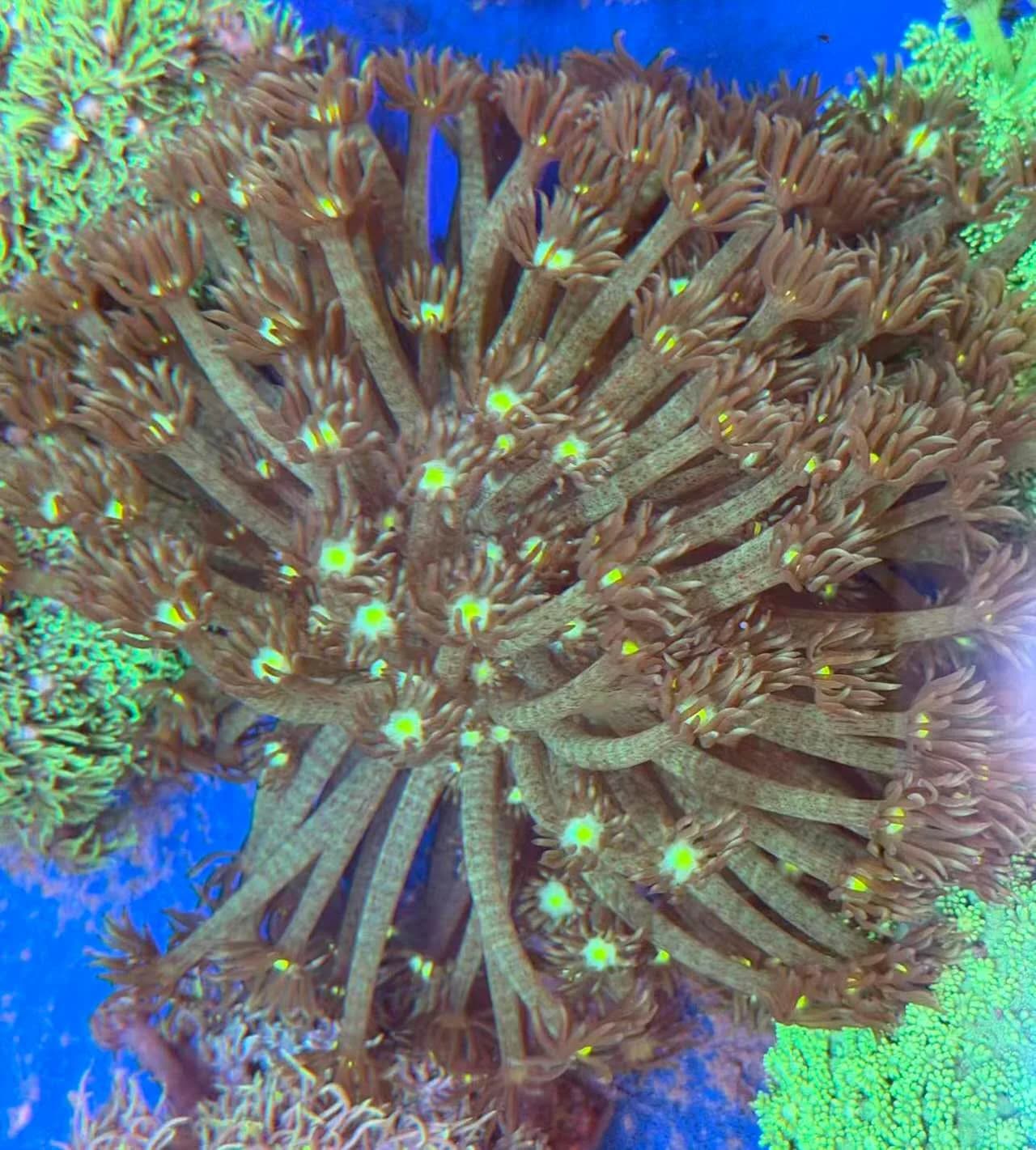 Goniopora