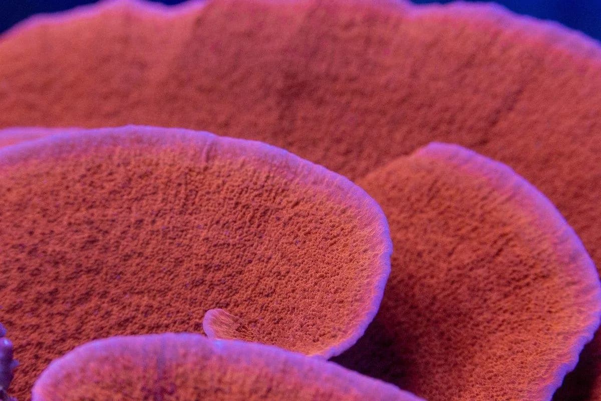 Montipora (Montipora sp.)
