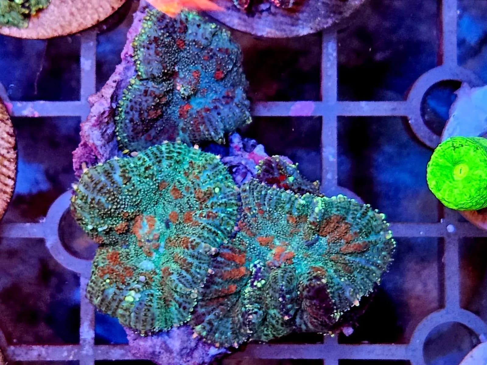 Fluffy Morphs