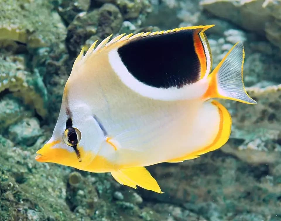 Saddlebags Butterfly (Chaetodon ephippium)