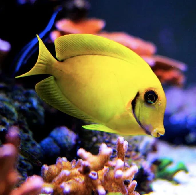 Yellow Mimic Tang (Juvenile)