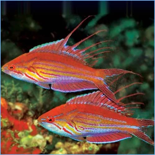 Whip Fin Flasher Wrasse
