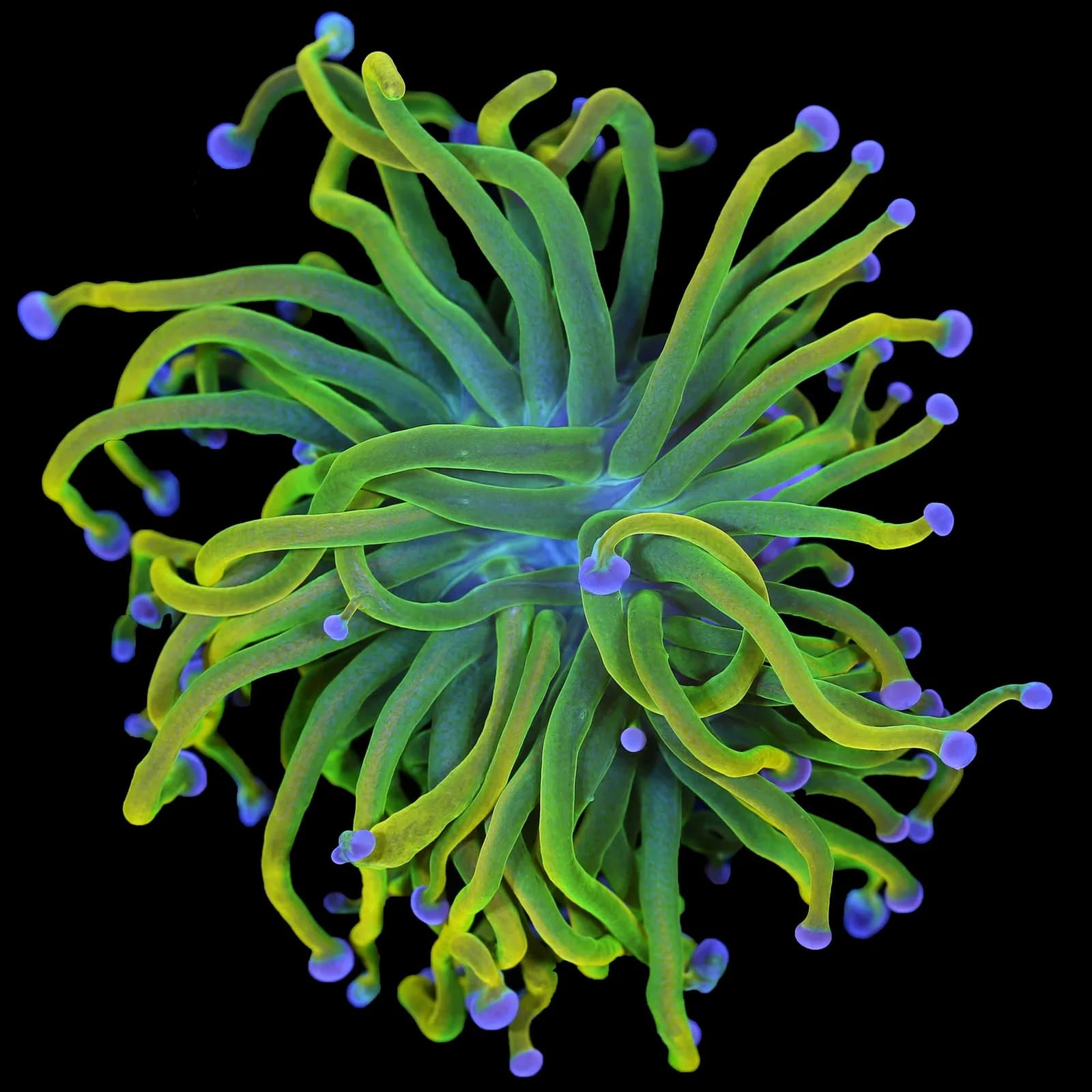 Torch Coral (Euphyllia glabrescens)
