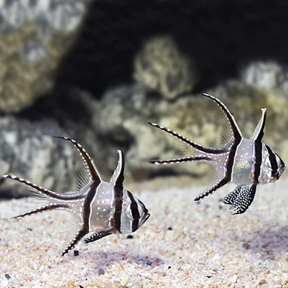 Bangai Cardinal