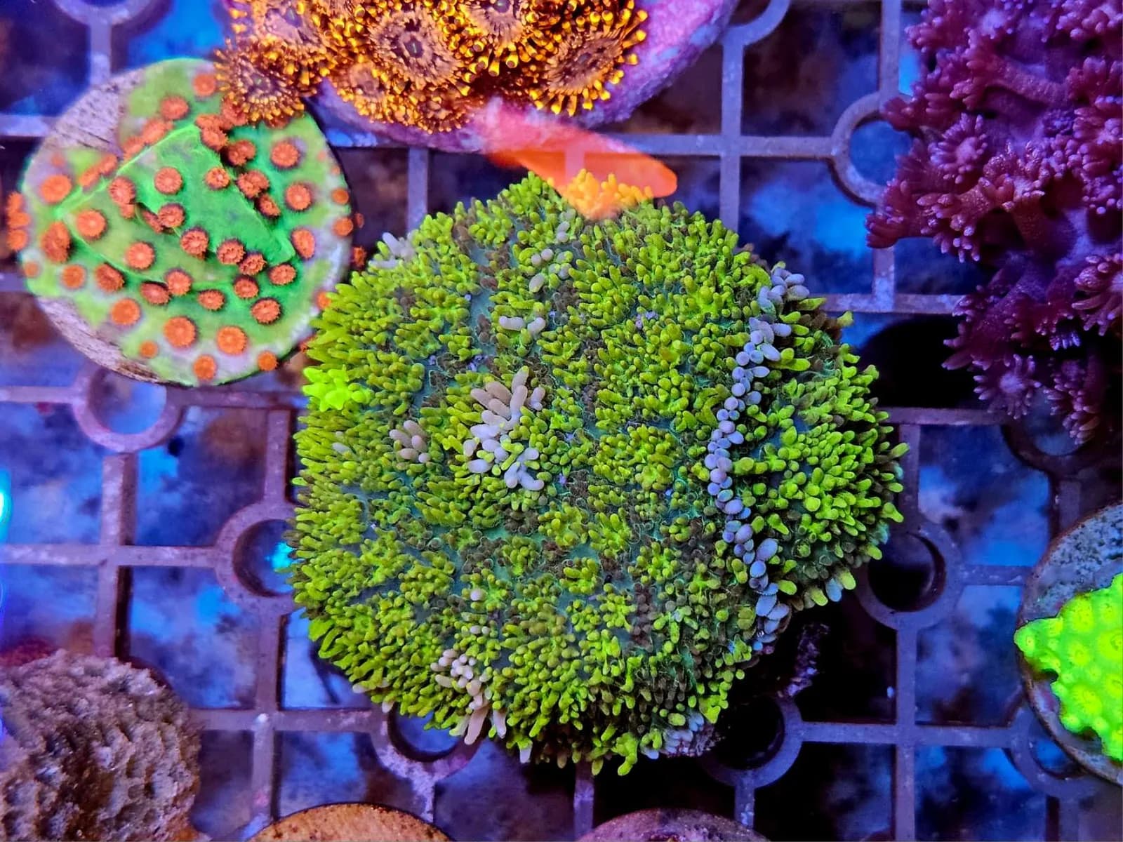 Magic Carpet Rhodactis