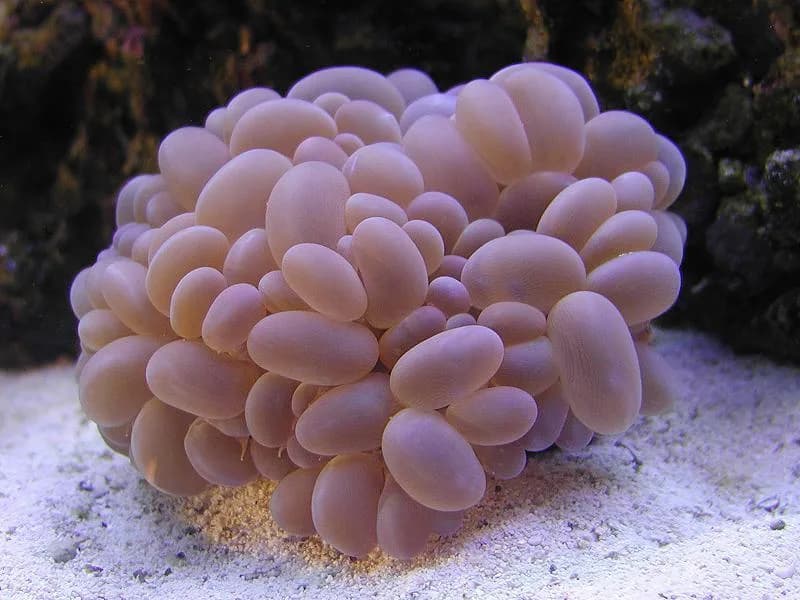 Bubble Coral (Plerogyra sinuosa)