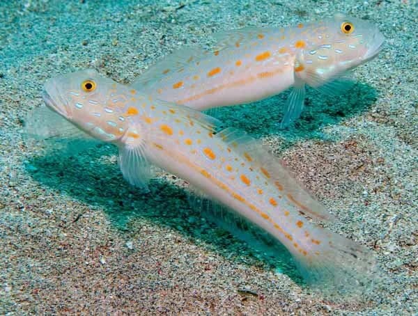 Orange Spot Goby