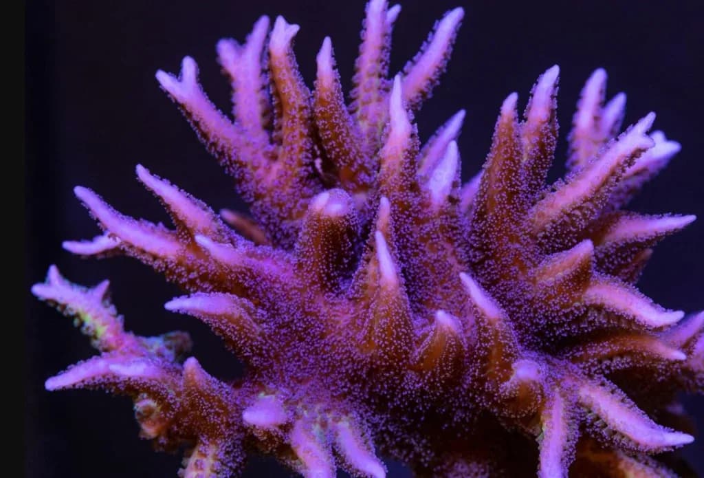 Birdsnest Coral (Seriatopora hystrix)