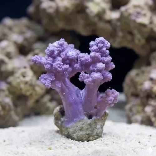 Kenya Tree Coral (Capnella sp.)