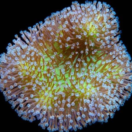 Toadstool Leather (Sarcophyton sp.)