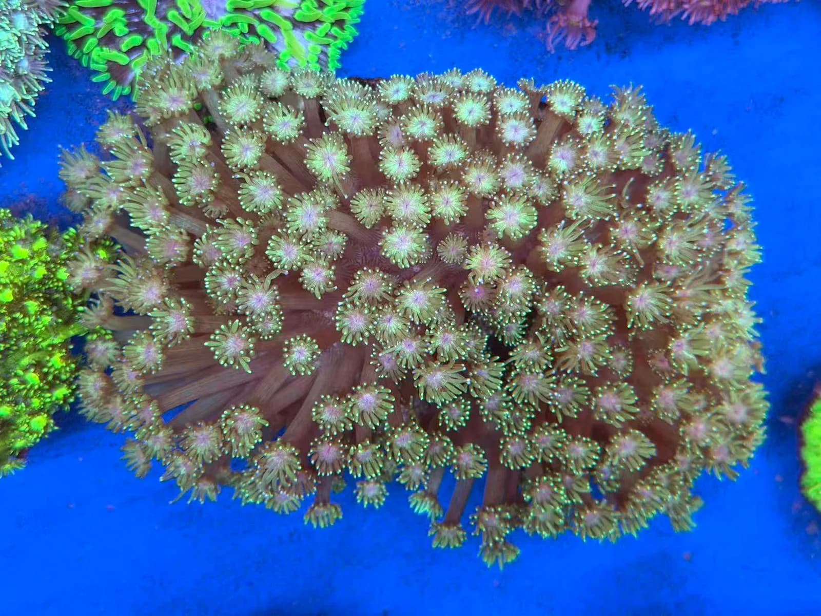Goniopora