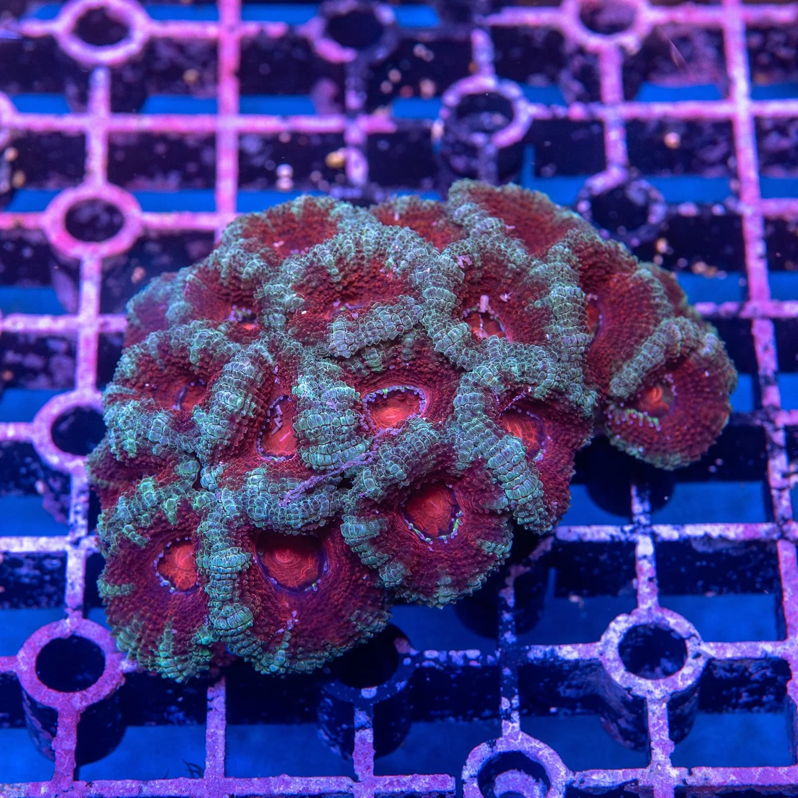 Acan Coral (Micromussa lordhowensis)