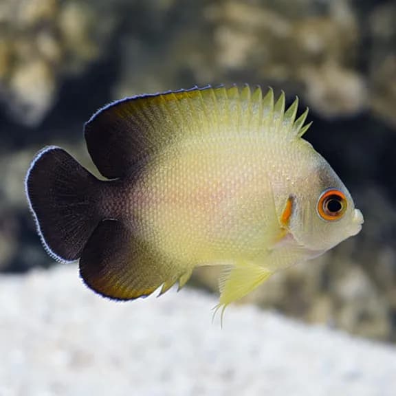 Pearl Scale Angel (Centropyge vrolikii)