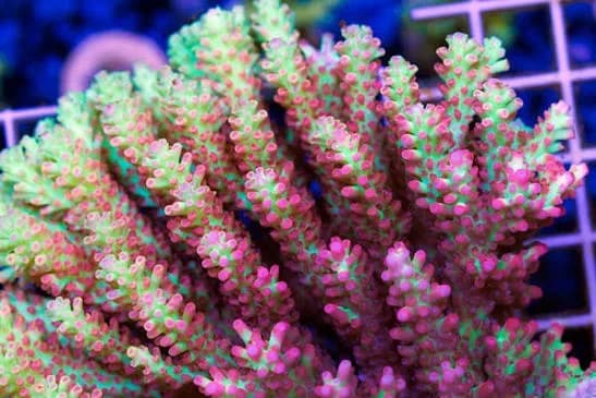 Acropora (Acropora sp.)