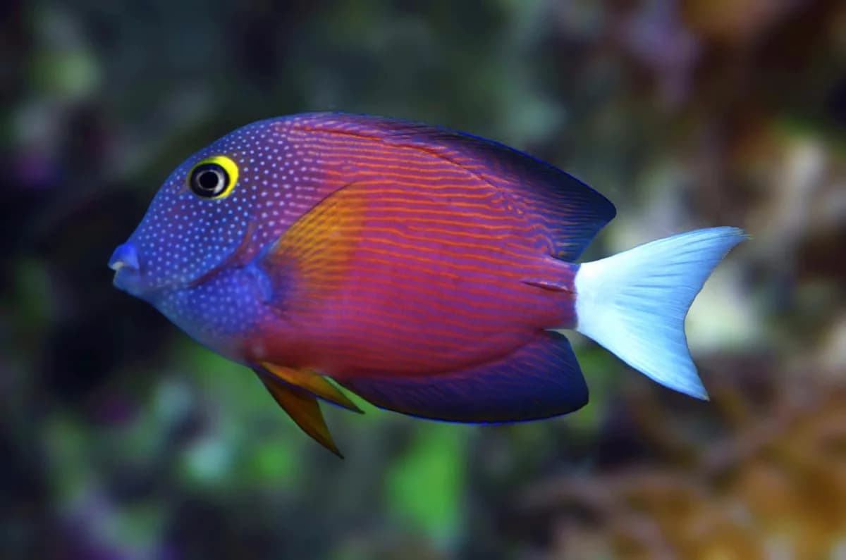 White Tail Bristletooth Tang (Ctenochaetus flavicauda / Ctenochaetus binotatus (species varies by common usage))