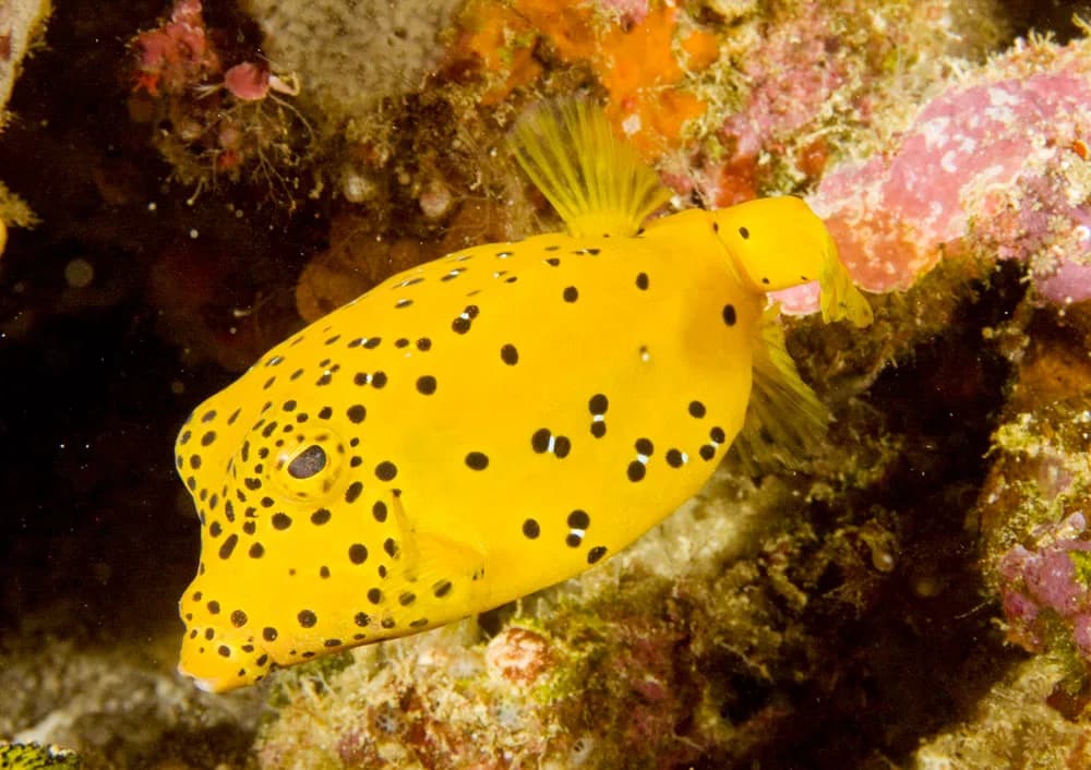 Yellow Boxfish (Ostracion cubicus)