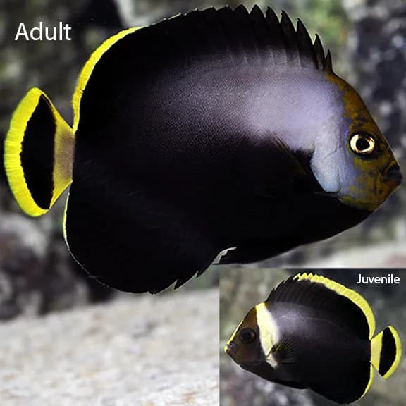 Poma Angel (Chaetodontoplus melanosoma)