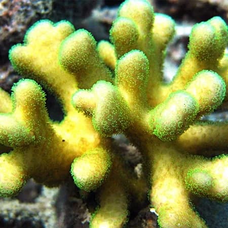 Stylophora (Stylophora pistillata)