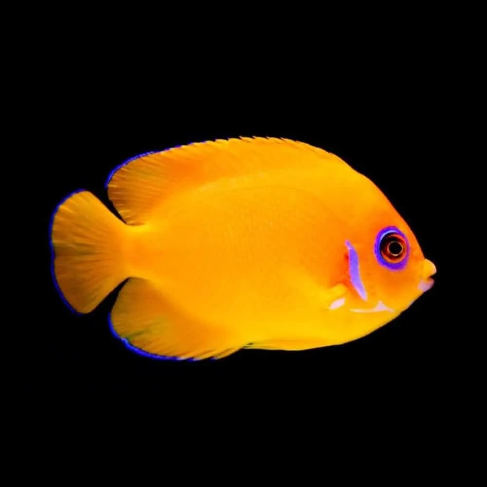 Orange Peel Angel (Centropyge aurantia)