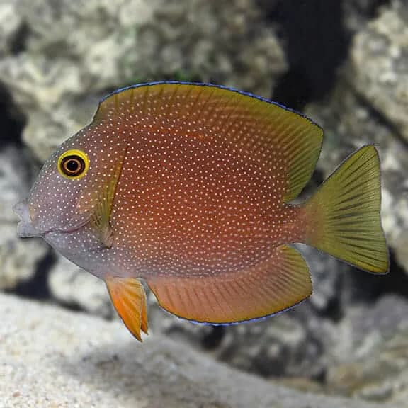 Yellow Eye Bristletooth Tang (Ctenochaetus strigosus)