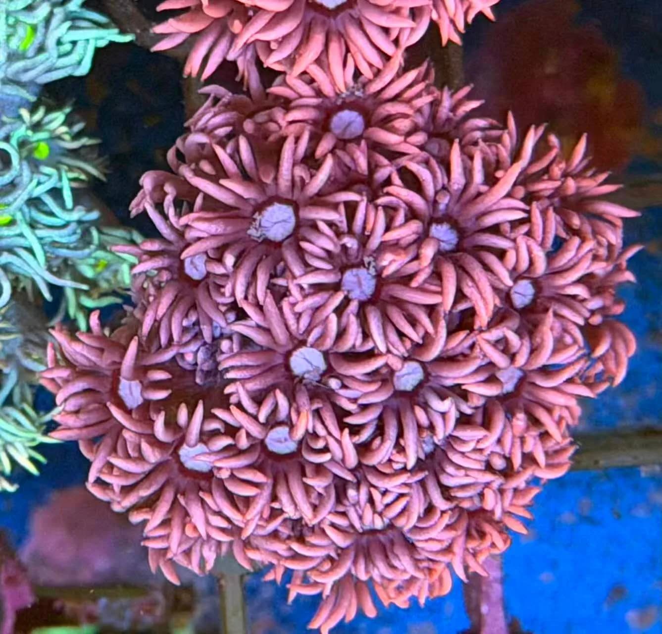 Goniopora