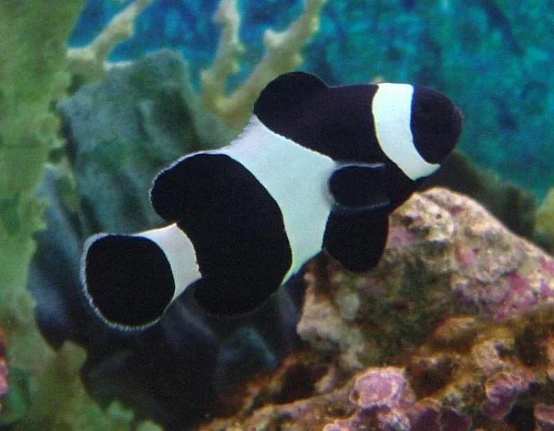 Ocellaris Clownfish (Black & White) (Amphiprion ocellaris (captive-bred black & white variant))