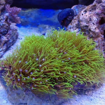 Green Star Polyps (Pachyclavularia violacea)
