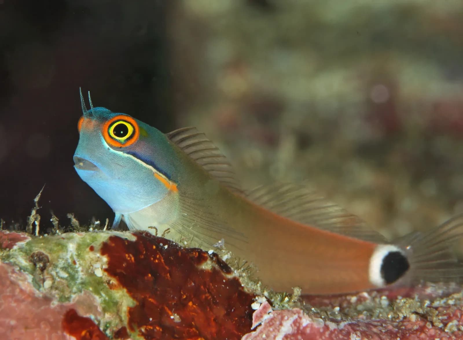 Tailspot Blenny