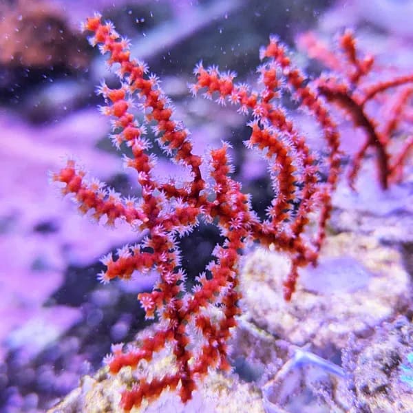 Gorgonian Sea Fan (Gorgonia sp.)